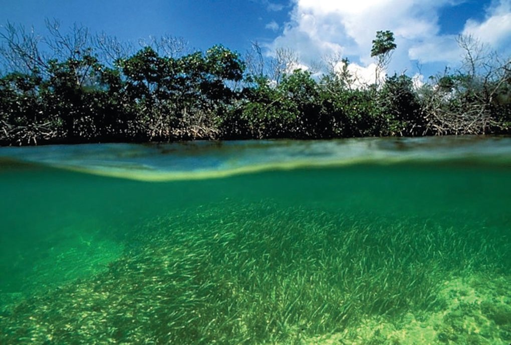Mangroves and seagrass in Biscayne Bay.